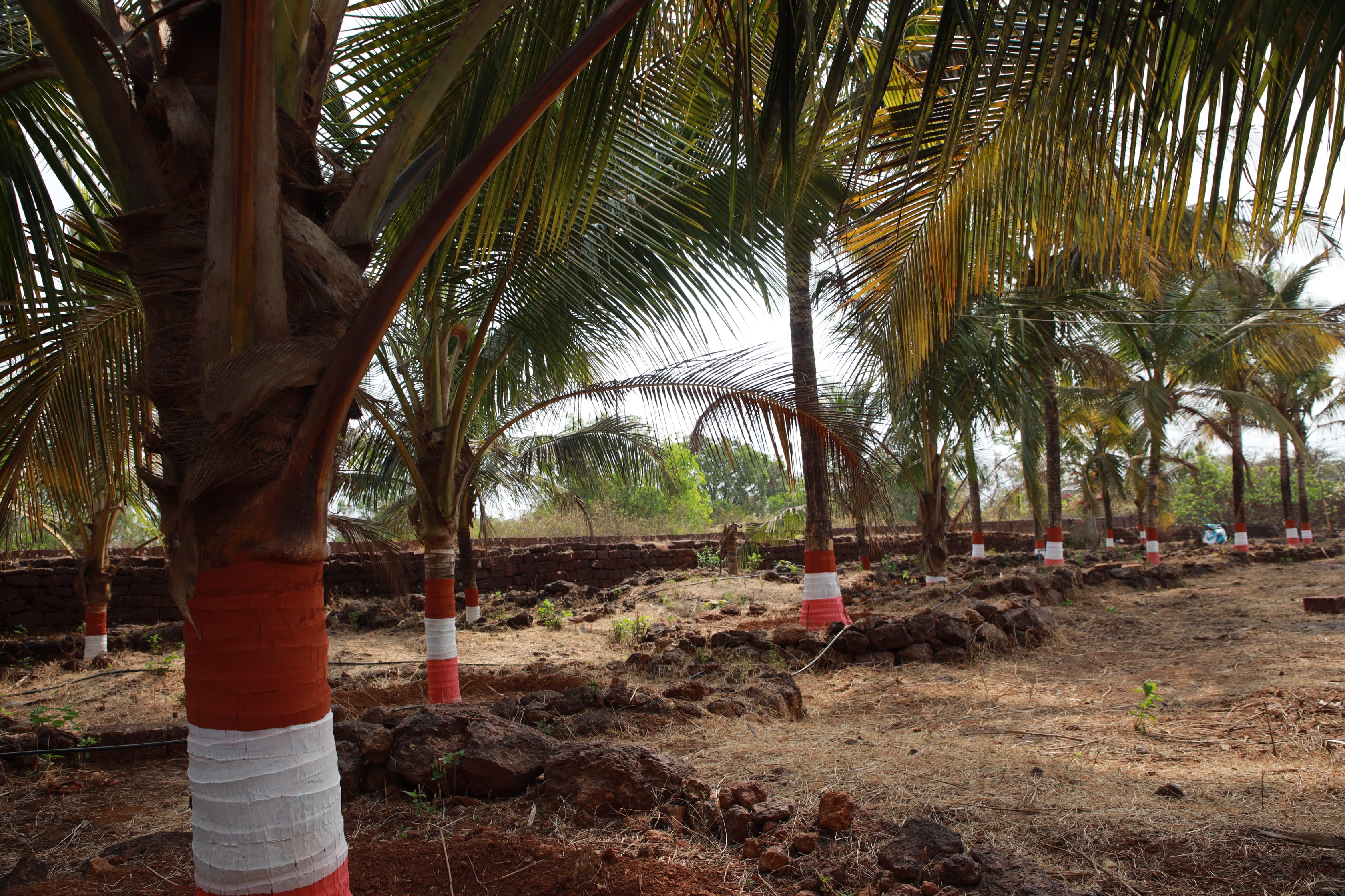 Coconut Trees